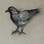 Fusains, Pastels, 30x50, pigeons, 2020