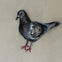 Fusains, Pastels, 30x50, pigeons, 2020