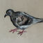 Fusains, Pastels, 30x50, pigeons, 2020