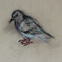 Fusains, Pastels, 30x50, pigeons, 2020