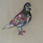 Fusains, Pastels, 30x50, pigeons, 2020