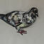 Fusains, Pastels, 30x50, pigeons, 2019