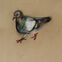 Fusains, Pastels, 30x50, pigeons, 2019