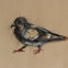 Fusains, Pastels, 30x50, pigeons, 2019