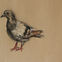 Fusains, Pastels, 30x50, pigeons, 2019