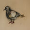 Fusains, Pastels, 30x50, pigeons, 2019