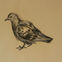 Fusains, Pastels, 30x50, pigeons, 2019