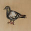 Fusains, Pastels, 30x50, pigeons, 2019