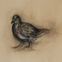 Fusains, Pastels, 30x50, pigeons, 2019