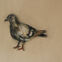 Fusains, Pastels, 30x50, pigeons, 2019