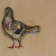 Fusains, Pastels, 30x50, pigeons, 2019