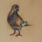 Fusains, Pastels, 30x50, pigeons, 2019