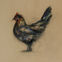 Fusains, Pastels, 30x50, poules et coqs, 2019
