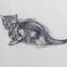Crayon, 36x25, chats, 2018