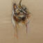 Fusains, Pastels, 30x50, chats, 2018