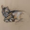 Fusains, Pastels, 30x50, chats, 2018