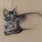 Fusains, Pastels, 30x50, chats, 2018