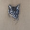 Fusains, Pastels, 30x50, chats, 2018