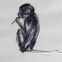 Crayon, 36x25, singes, 2018